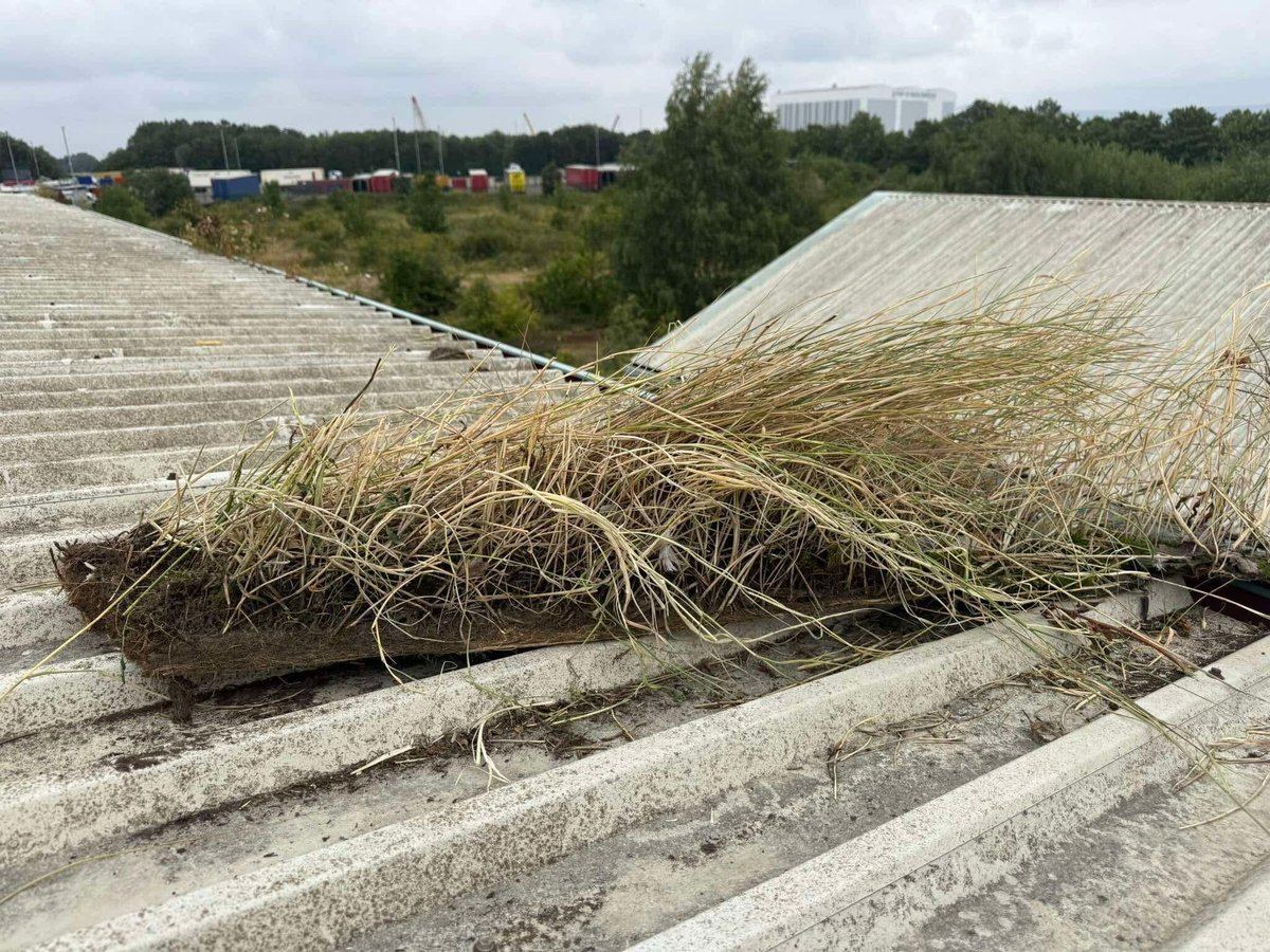 Roots and vegetation removed during gutter clearance
